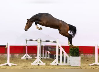 KWPN, Stallone, 3 Anni, 163 cm, Baio