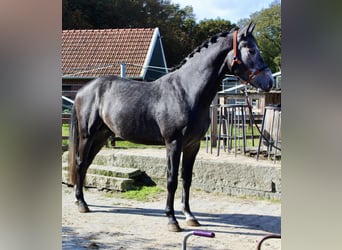 KWPN, Stallone, 3 Anni, 163 cm, Grigio