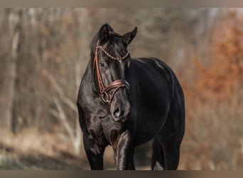 KWPN, Stallone, 3 Anni, 163 cm, Morello