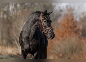 KWPN, Stallone, 3 Anni, 163 cm, Morello