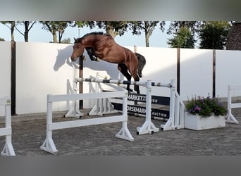 KWPN, Stallone, 3 Anni, 164 cm, Baio