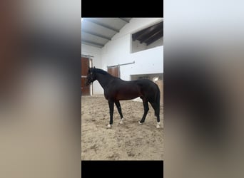 KWPN, Stallone, 3 Anni, 164 cm, Baio ciliegia