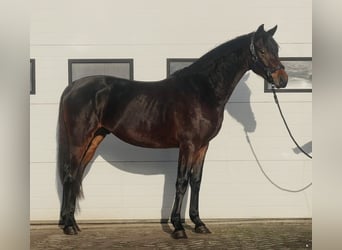 KWPN, Stallone, 3 Anni, 164 cm, Baio scuro
