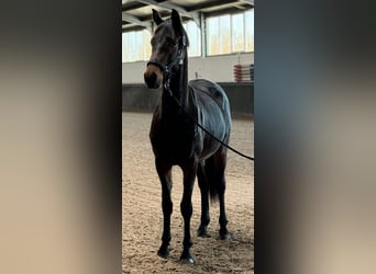 KWPN, Stallone, 3 Anni, 164 cm, Baio scuro