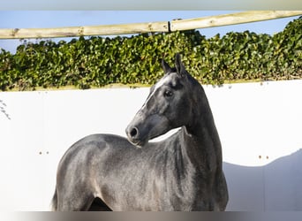 KWPN, Stallone, 3 Anni, 164 cm, Grigio