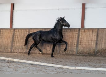 KWPN, Stallone, 3 Anni, 164 cm, Morello