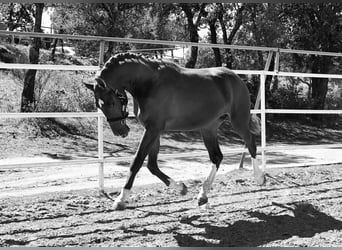 KWPN, Stallone, 3 Anni, 164 cm, Sauro scuro