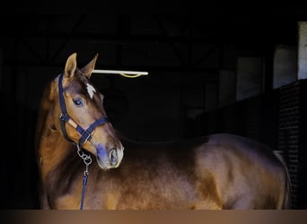 KWPN, Stallone, 3 Anni, 164 cm, Sauro scuro