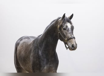 KWPN, Stallone, 3 Anni, 165 cm