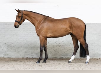 KWPN, Stallone, 3 Anni, 166 cm