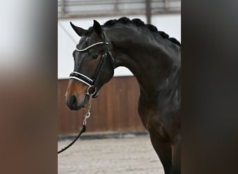 KWPN, Stallone, 3 Anni, 167 cm, Baio scuro