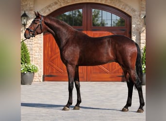 KWPN, Stallone, 3 Anni, 168 cm, Baio