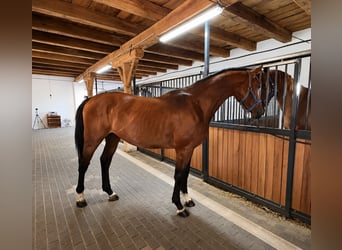 KWPN, Stallone, 3 Anni, 168 cm, Baio ciliegia