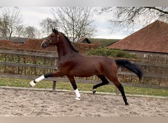 KWPN, Stallone, 3 Anni, 168 cm, Baio scuro