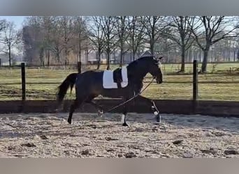 KWPN, Stallone, 3 Anni, 168 cm, Baio scuro