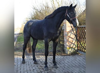 KWPN, Stallone, 3 Anni, 168 cm, Grigio