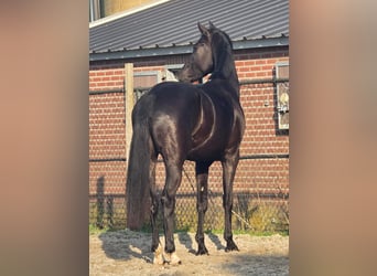 KWPN, Stallone, 3 Anni, 168 cm, Morello