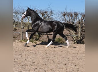 KWPN, Stallone, 3 Anni, 168 cm, Morello