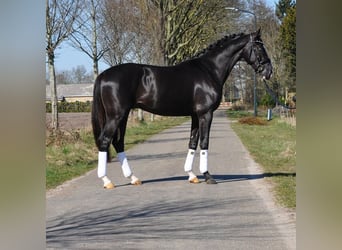 KWPN, Stallone, 3 Anni, 168 cm, Morello