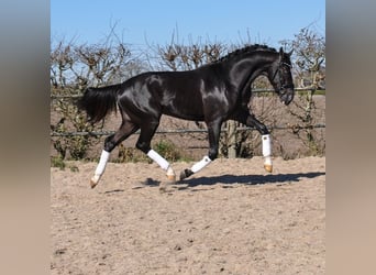 KWPN, Stallone, 3 Anni, 168 cm, Morello