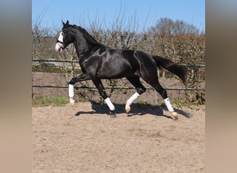 KWPN, Stallone, 3 Anni, 168 cm, Morello