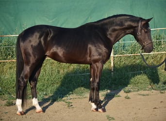 KWPN, Stallone, 3 Anni, 169 cm, Morello