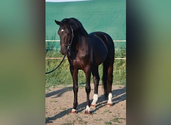 KWPN, Stallone, 3 Anni, 169 cm, Morello