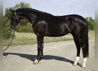 KWPN, Stallone, 3 Anni, 169 cm, Morello