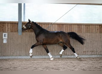 KWPN, Stallone, 3 Anni, 170 cm, Baio