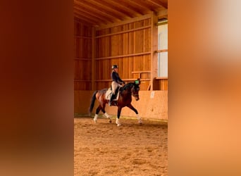 KWPN, Stallone, 3 Anni, 170 cm, Baio