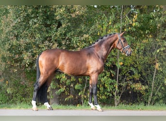 KWPN, Stallone, 3 Anni, 170 cm, Baio