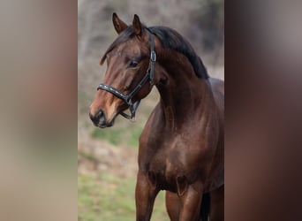 KWPN, Stallone, 3 Anni, 170 cm, Baio