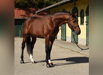 KWPN, Stallone, 3 Anni, 170 cm, Baio