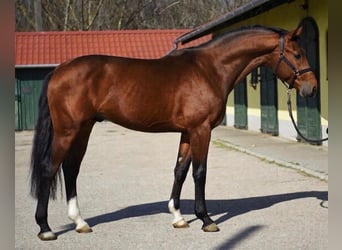 KWPN, Stallone, 3 Anni, 170 cm, Baio