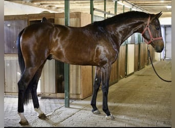 KWPN, Stallone, 3 Anni, 170 cm, Baio