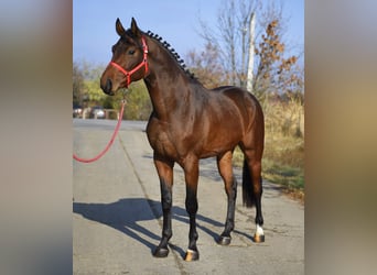 KWPN, Stallone, 3 Anni, 170 cm, Baio