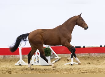 KWPN, Stallone, 3 Anni, 170 cm, Baio