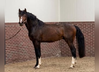 KWPN, Stallone, 3 Anni, 170 cm, Baio scuro