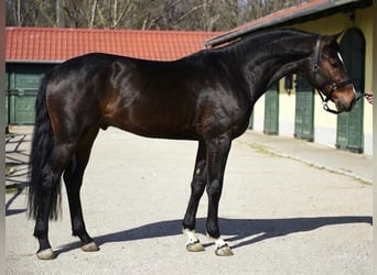KWPN, Stallone, 3 Anni, 170 cm, Baio scuro