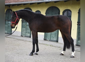 KWPN, Stallone, 3 Anni, 170 cm, Baio scuro