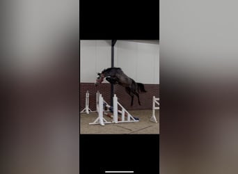 KWPN, Stallone, 3 Anni, 170 cm, Grigio pezzato