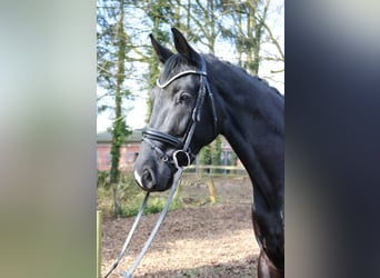 KWPN, Stallone, 3 Anni, 170 cm, Morello