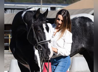 KWPN, Stallone, 3 Anni, 170 cm, Pezzato