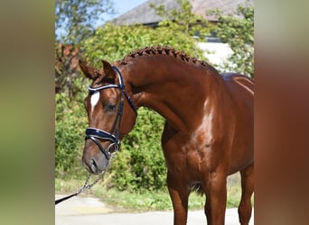 KWPN, Stallone, 3 Anni, 170 cm, Sauro scuro