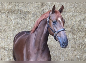 KWPN, Stallone, 3 Anni, 171 cm, Sauro scuro