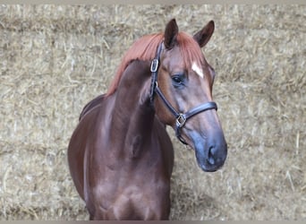 KWPN, Stallone, 3 Anni, 171 cm, Sauro scuro