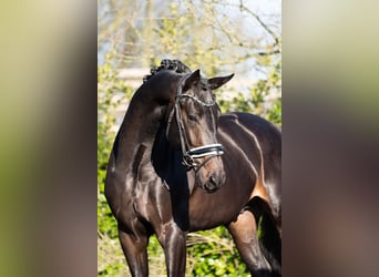 KWPN, Stallone, 3 Anni, 172 cm, Baio nero