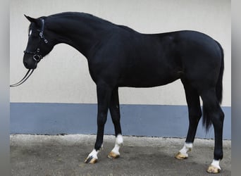KWPN, Stallone, 3 Anni, 173 cm, Morello