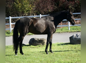 KWPN, Stallone, 3 Anni, Baio