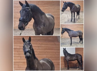 KWPN, Stallone, 3 Anni